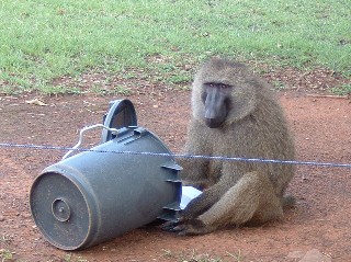 Friendly Baboons